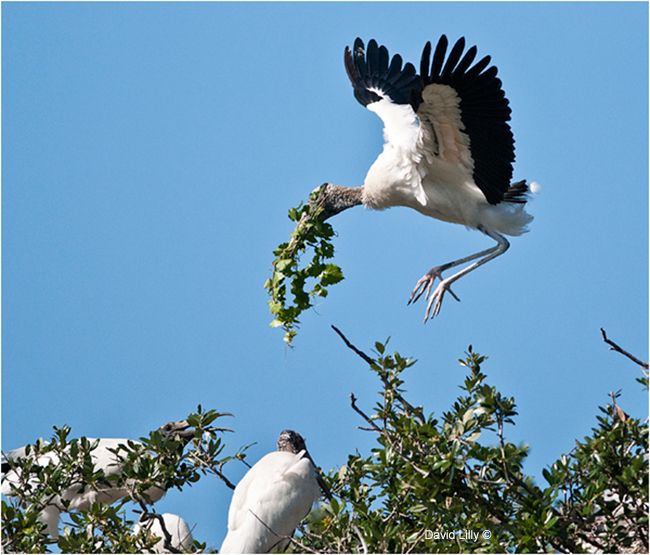 Wood stork bringing branches to the nest by David Lilly ©