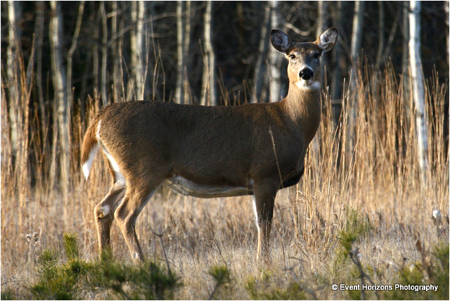 White-tailed deer by David Williams Event Horizons Photography ©