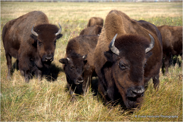 Bison at Fort Whyte by David Williams Event Horizons Photography ©