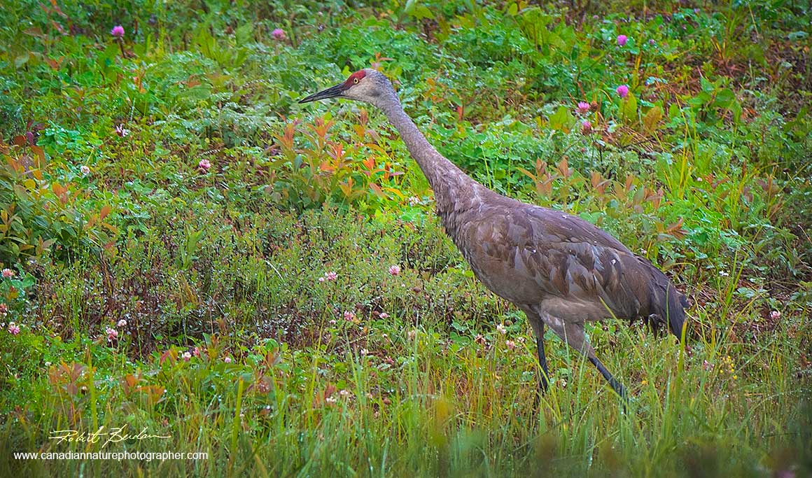 Sandhil crane by Robert Berdan 