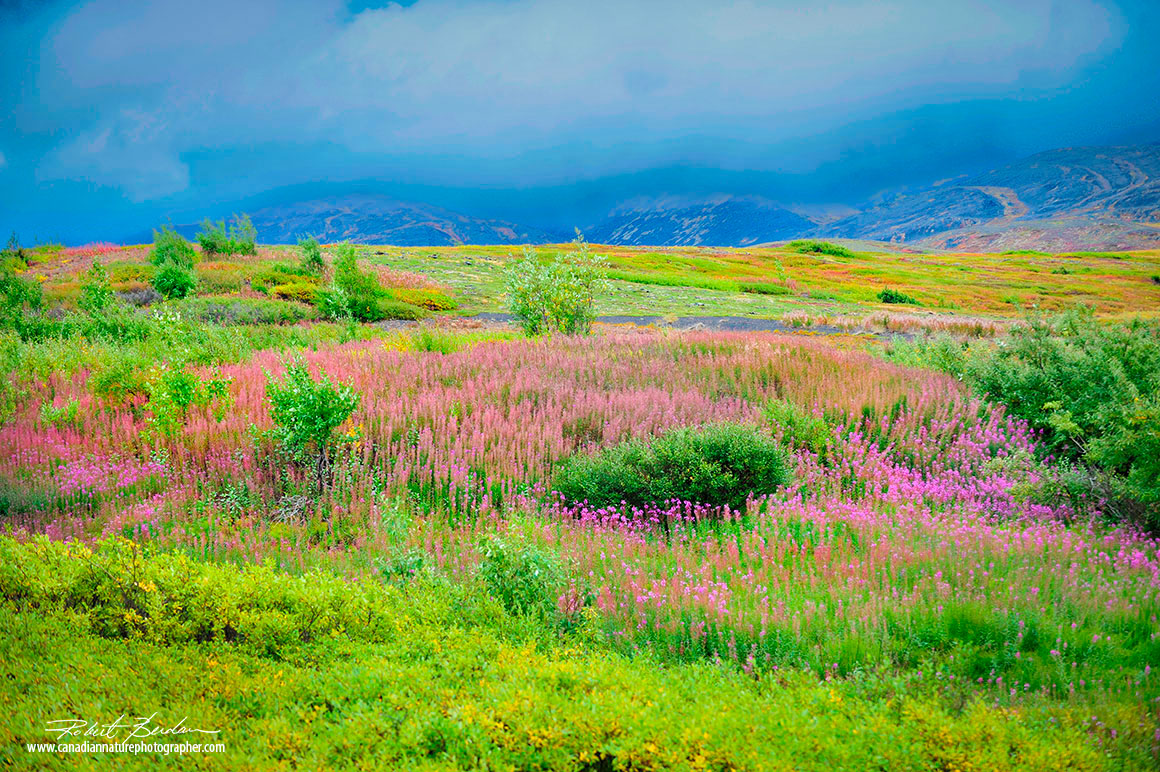 Fireweed along the Dempster highway Robert Berdan 