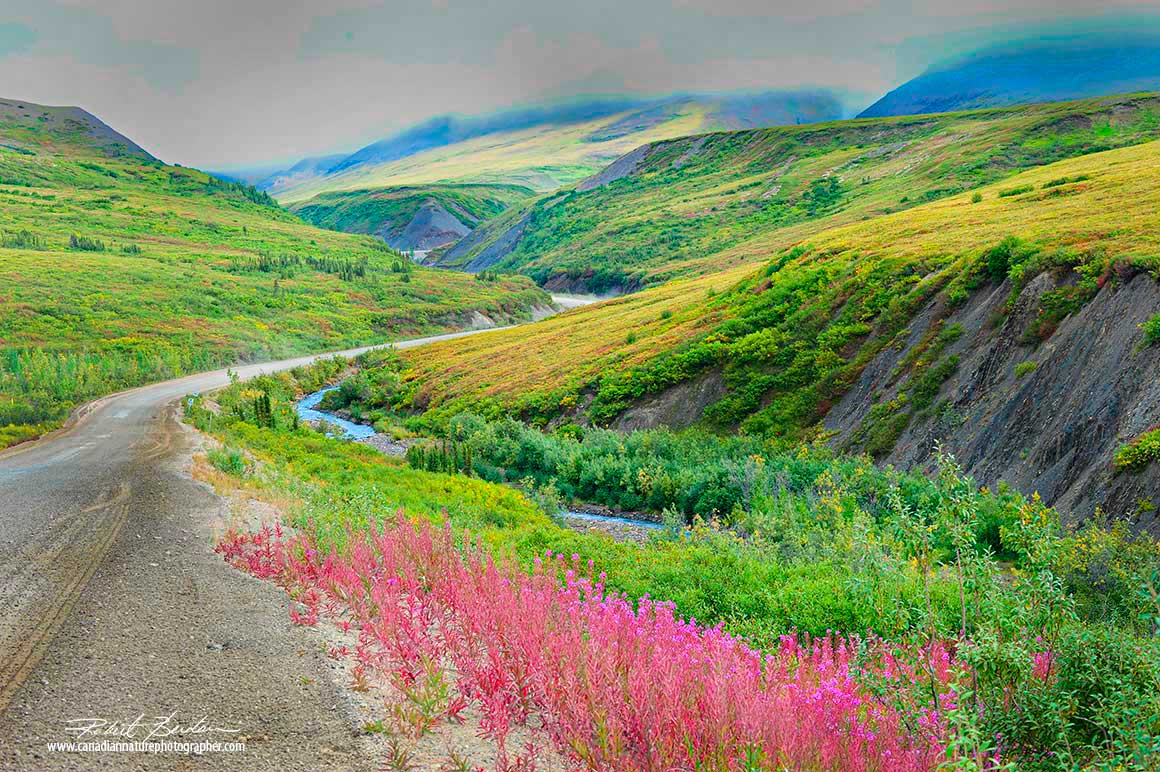 Fireweed along the Dempster north of Eagle Plains by Robert Berdan 