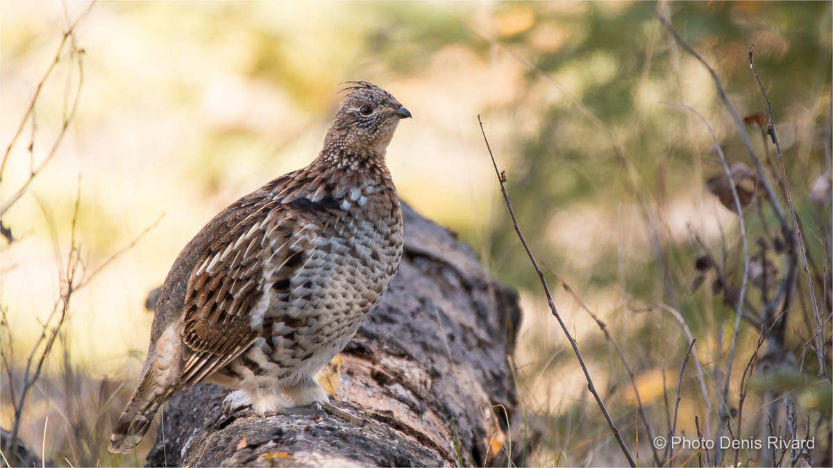 Ruffed grouse in Prince Albert National Park, SK. by Denis Rivard ©