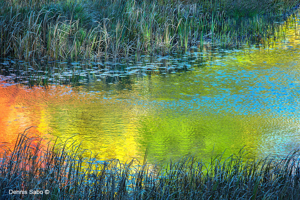 A Pond Kaleidoscope by Dennis Sabo ©