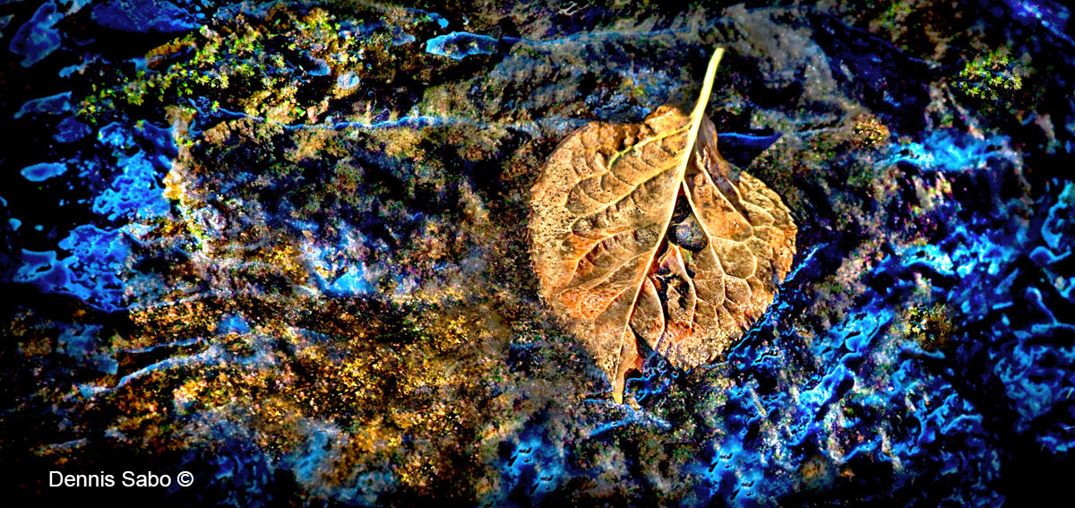 Wishing Leaf by Dennis Sabo ©