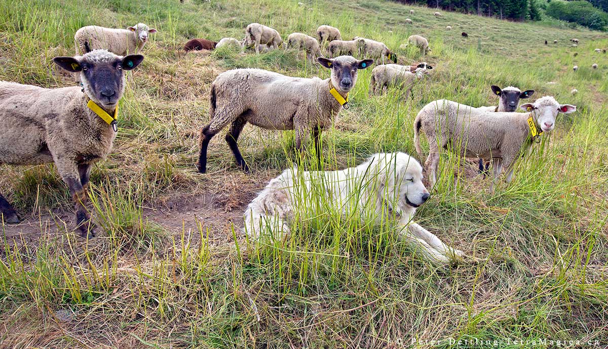 A Maremma Sheepdog takes a well deserved break by Peter A. Dettling ©