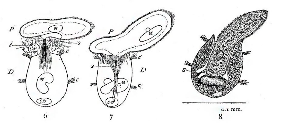 Illustration of Didinium feeding on Paramecium from S.O. Mast 1909 public domain