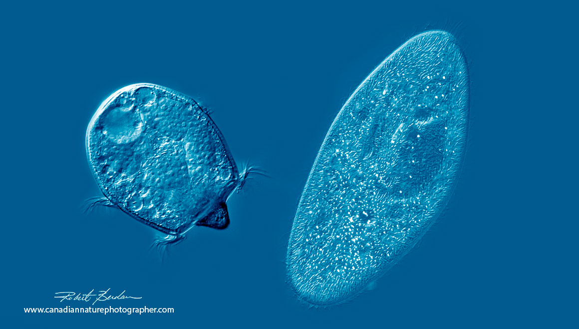 Didinium nasutum and Paramecium caudatum by Robert Berdan ©