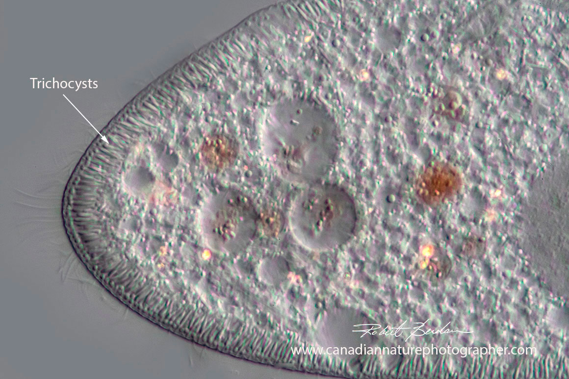 Paramecium showing rows of Trichocyts just under the membrane by Robert Berdan ©