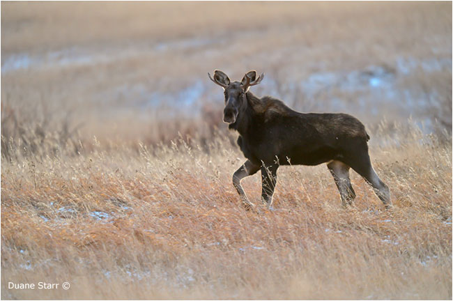 Moose by Duane Starr ©