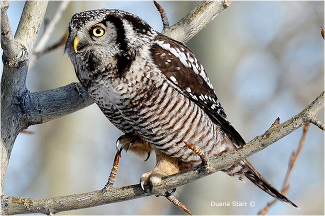 Northern Hawk Owl by Duane Starr ©