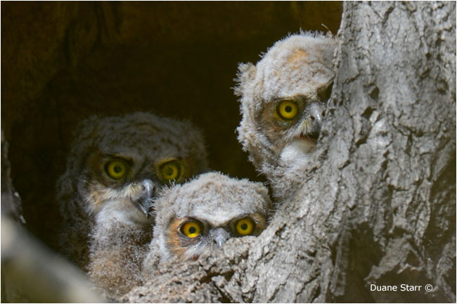Great Horned Owl  owlets by Duanne Starr ©