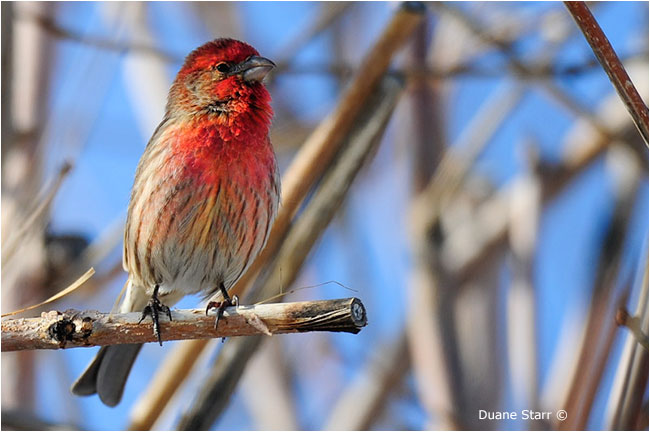 House Finch by Duane Starr ©