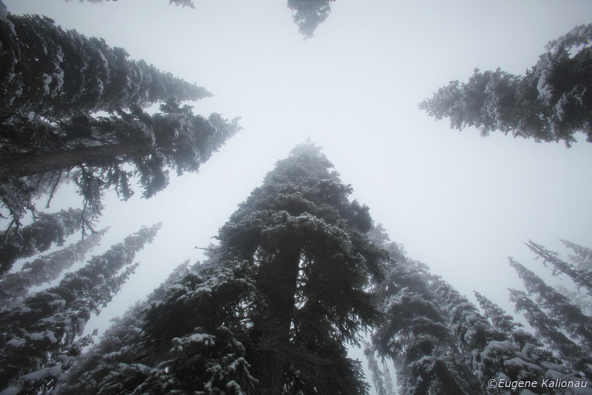 Winte trees and snow by Eugene Kalionau   ©