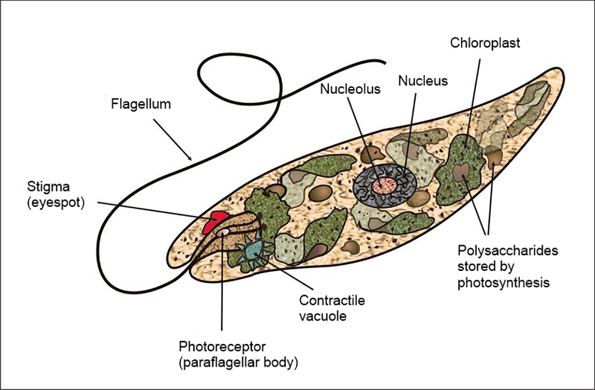 Diagram of Euglena by Claudio Miklos via Wikipedia 
