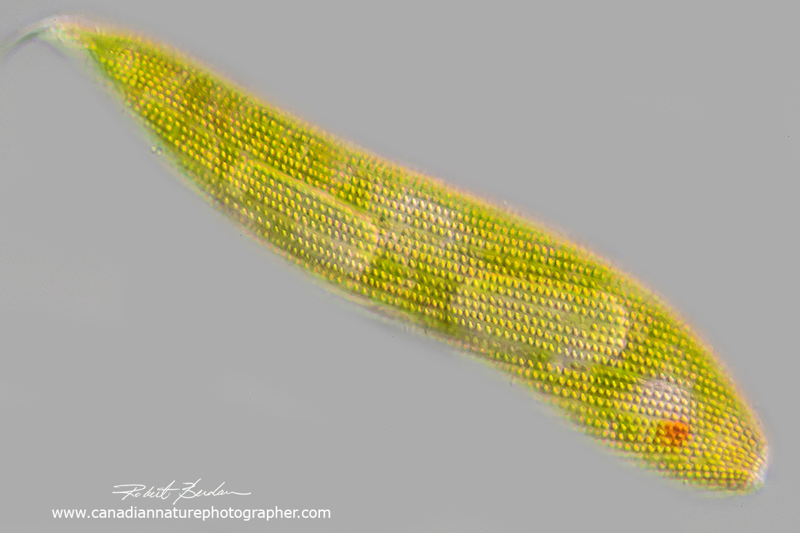 Lepocinclis fusca (originally Euglena spirogyra) by Robert Berdan ©