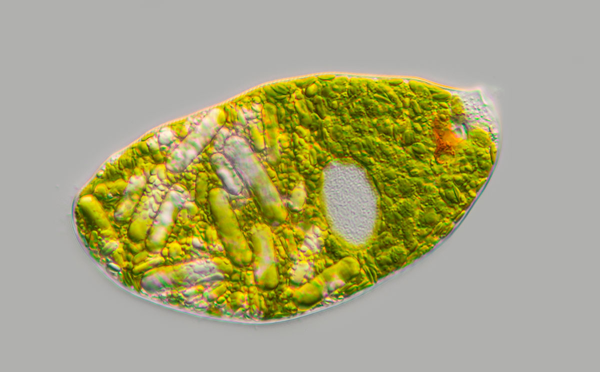 Euglenoid by DIC microscopy Robert Berdan ©