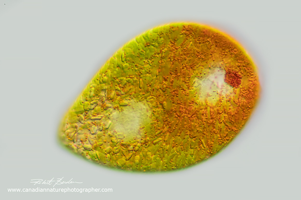 Euglenoid with red pigments Euglena sanguinea? by Robert Berdan ©