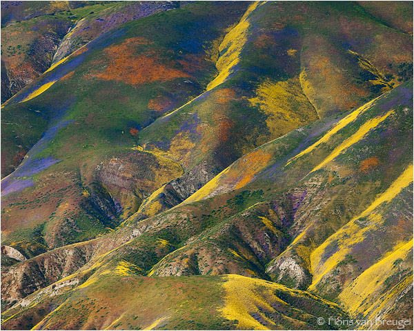 Monet’s Palette  - Carrizo Plains National Monument, CA by Floris van Breugel ©