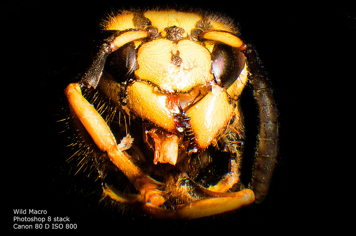 Wasp head 8 image stack in Photoshop Robert Berdan ©