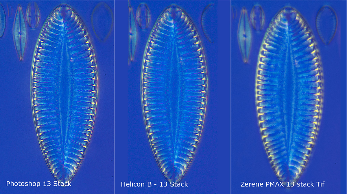 Diatoms focus stacked comparing PHotoshop, Helicon Focus and Zerene Robert Berdan ©