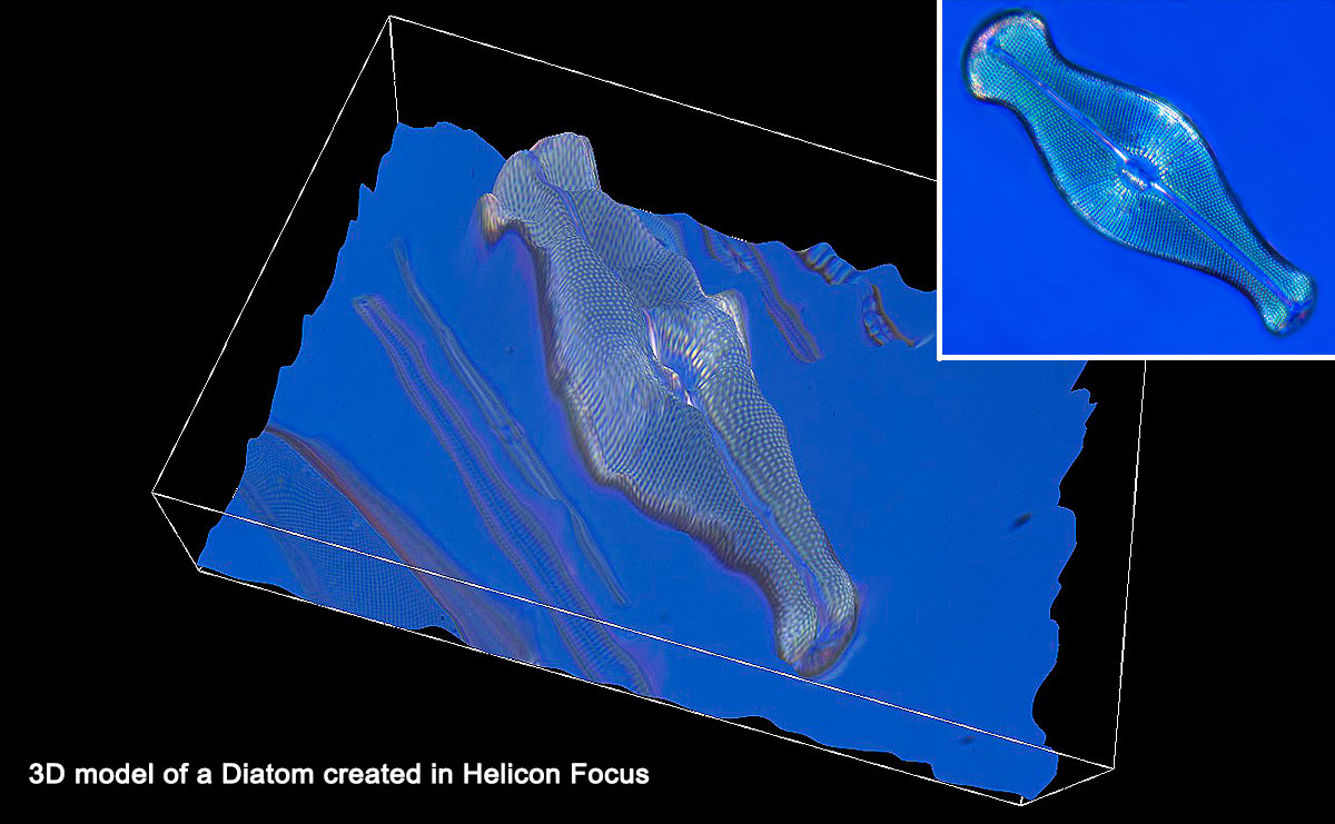 3D model of a Diatom created in Helicon Focus Robert Berdan ©