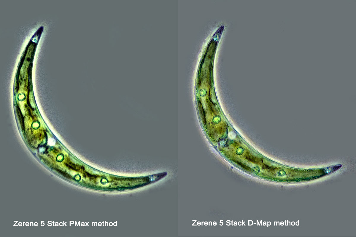 Desmid Closterium sp positive phase contrast 400X 5 images stacked in Zerene by Robert Berdan ©