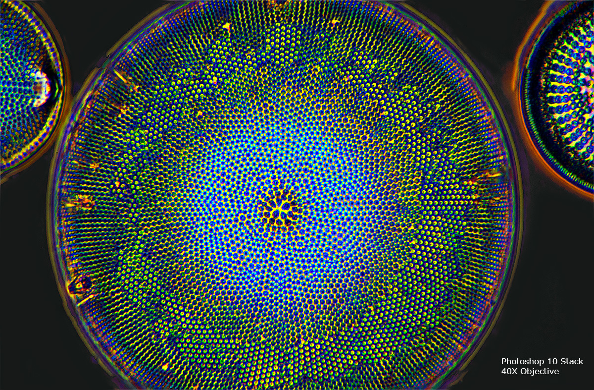 Above is a Focus stack of a diatom where I combined 10 images in Photoshop 400X Robert Berdan ©