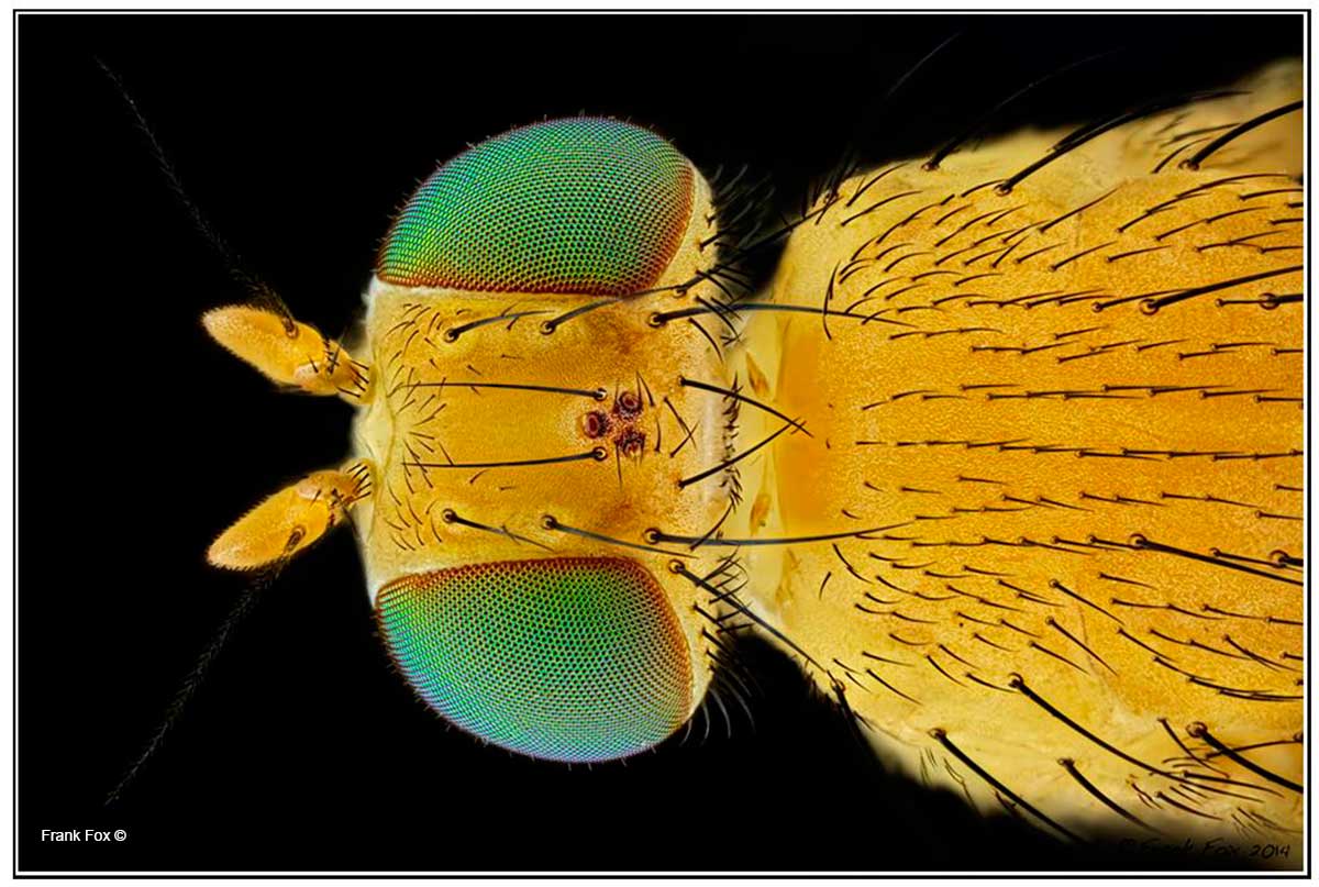 Macrophotograph of a Fly by Frank Fox ©