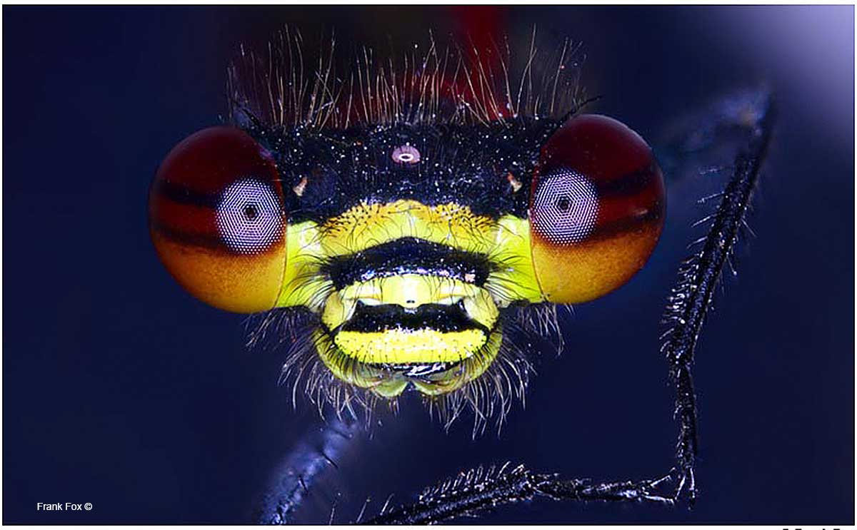 Large red damselfly by Frank Fox ©