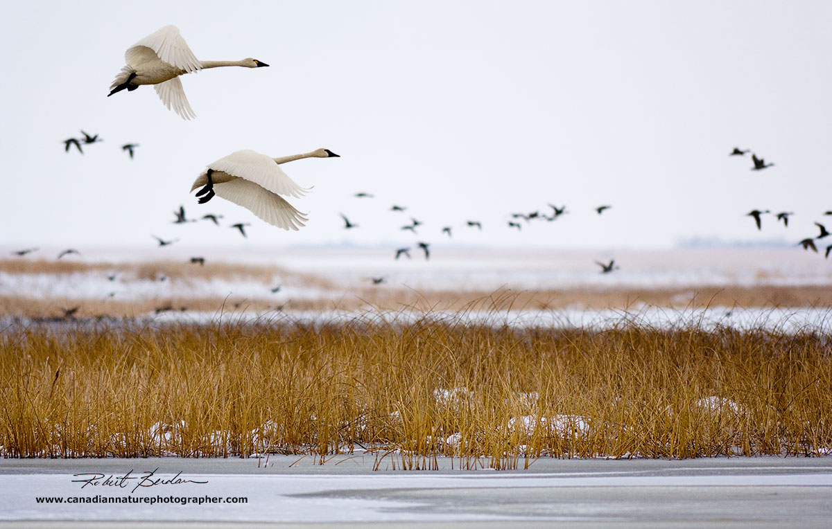 Tundra swans at Frank Lake Alberta by Robert Berdan ©