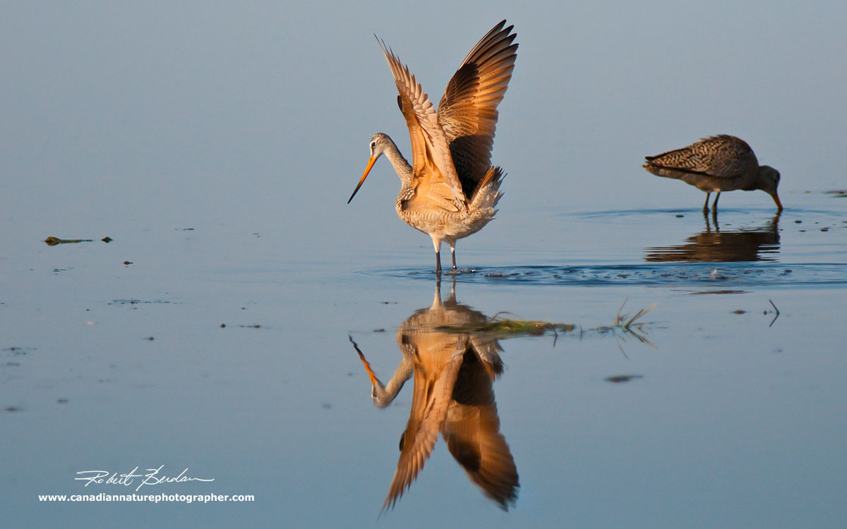 Marbled Godwit photographed in early morning light by Robert Berdan ©