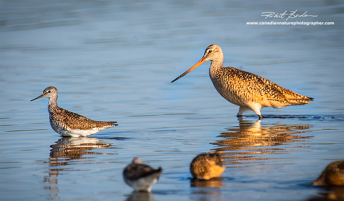 On the left is a Greater Yellow-legs and on the right the larger bird is a Marbled godwit by Robert Berdan ©