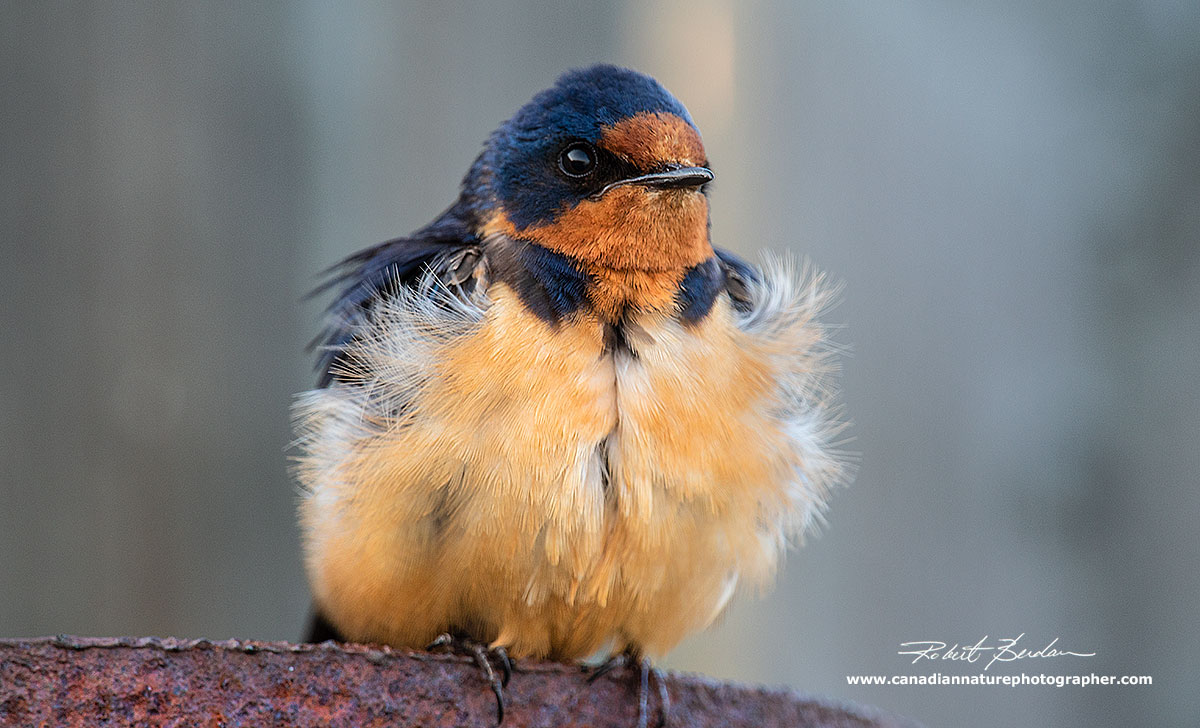 Barn swallow by Robert Berdan ©