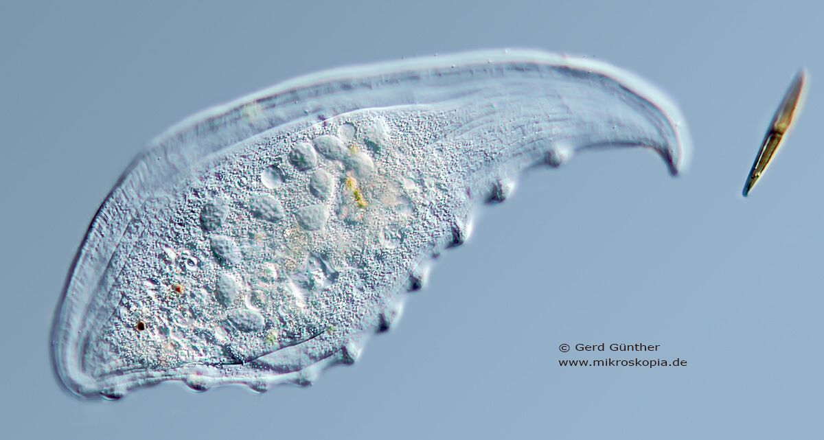 Loxophyllum meleagris is a huge, about 300 µm long predatory pleurostomatid ciliate Gerd Günther