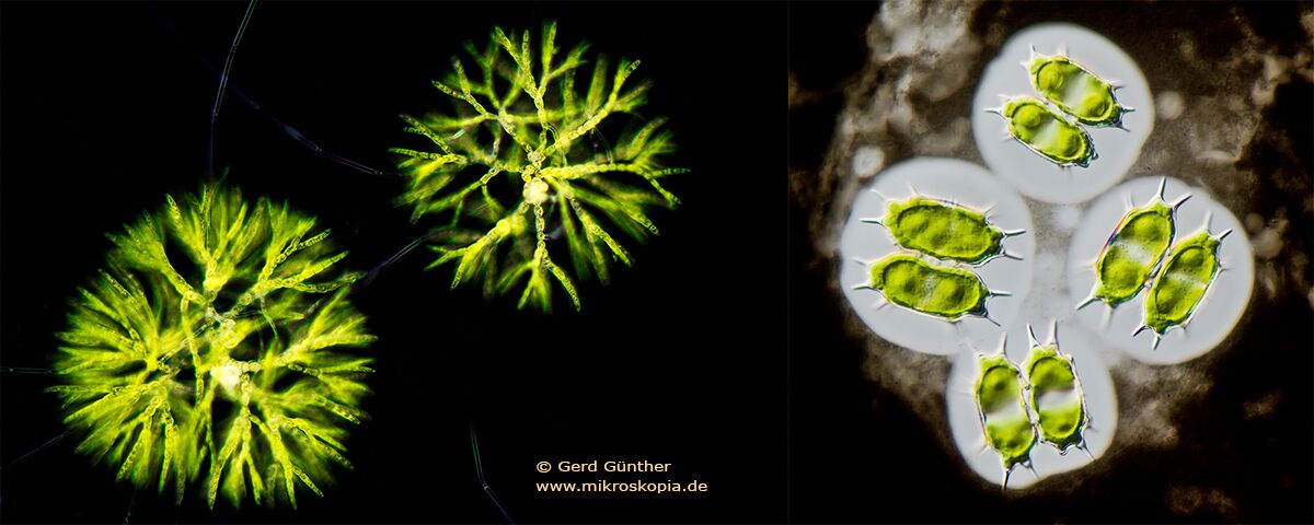 Chaetophora (left) and Xanthidium antilopaeum (right)  Gerd Gunther ©