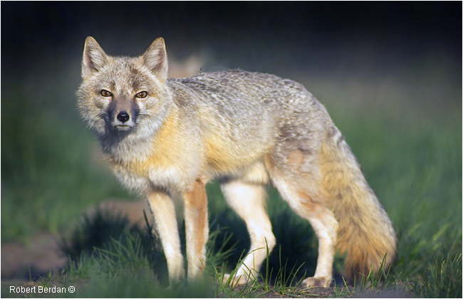 Swift Fox Vulpes velox by Robert Berdan ©