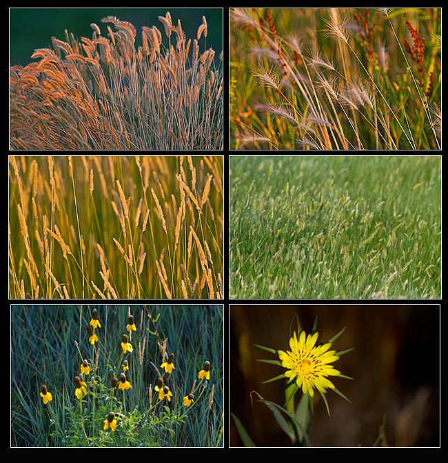 Grasses, Crested wheatgrass, Needle-and-thread grass, June grass, Prairie coneflowers and Common goat's -beard. 