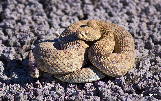 Prairie Rattlesnake by Robert Berdan ©