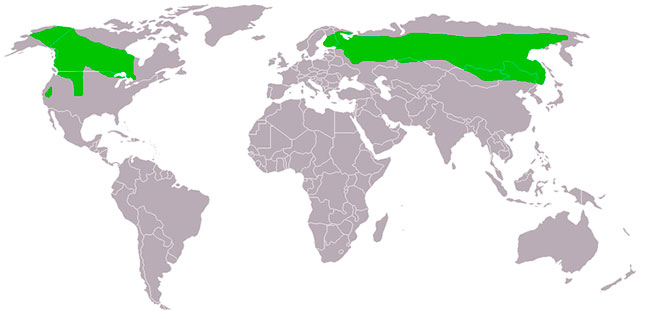 Map showing the distribution of Great gray owls around the world