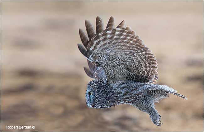Great Gray Owl in flight by Robert Berdan 