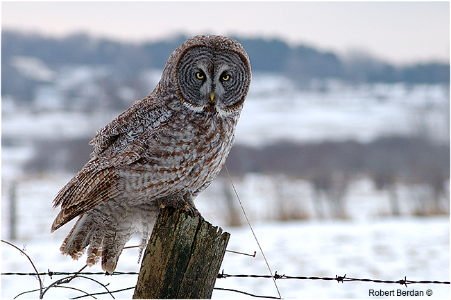 Great gray owl in winter near Midland, Ontario by Robert Berdan ©