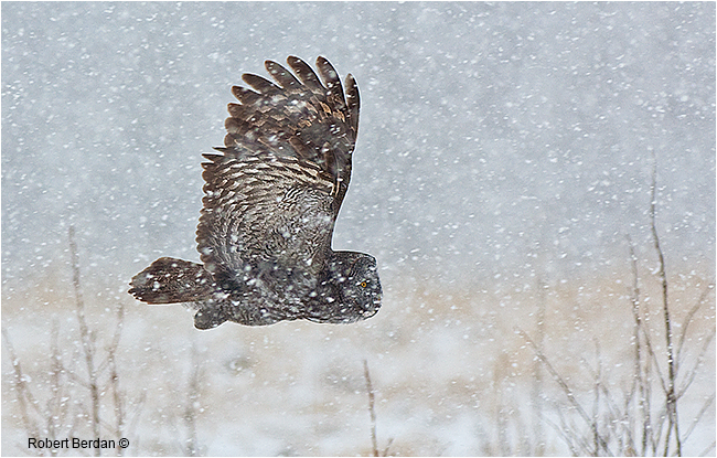 Great Gray Owl flying in snowstorm by Robert Berdan ©