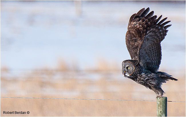 Great gray owl taking off by Robert Berdan ©