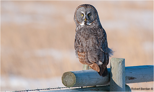 Great gray owl on fence looking backward by Robert Berdan ©