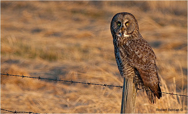 Great grY owl on fence post in Spring by Robert Berdan ©