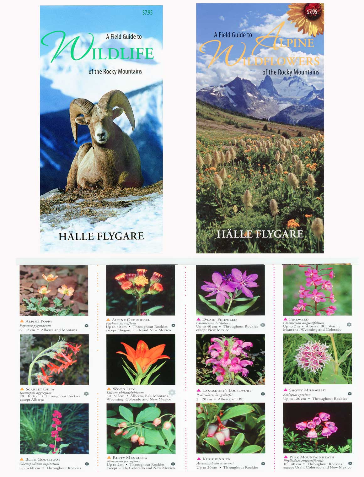 Pasticized pamphlets by Halle Flygare aminals of the Rocies and Flowers