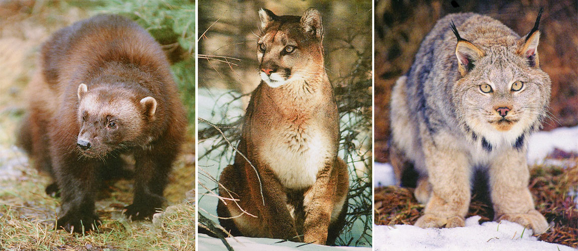 Wolverine, mountain lion, Canada Lynx by Halle Rlygare