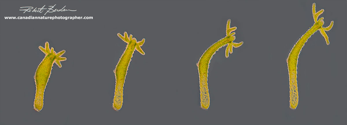 Hydra can range in size from 0.5 mm to 10 mm in length and their bodies are highly contractile by Robert Berdan ©