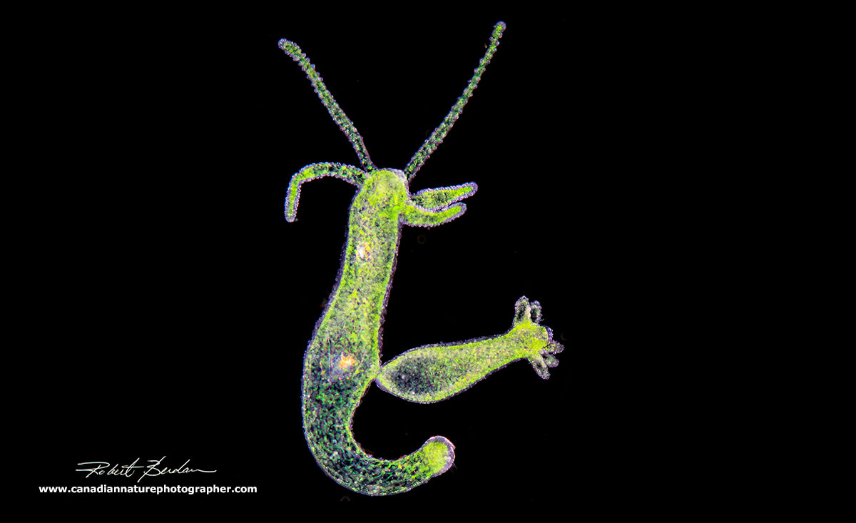 Hydra viridissima - the Green hydra with a bud by Robert Berdan ©